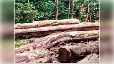 Kerala News: वायनाड में पेड़ों की अवैध कटाई पर ऐक्शन में केरल सरकार, मामले की जांच SIT को सौंपी