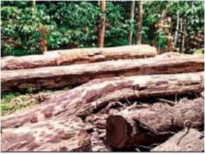 Kerala News: वायनाड में पेड़ों की अवैध कटाई पर ऐक्शन में केरल सरकार, मामले की जांच SIT को सौंपी