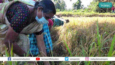 കർഷകർക്ക് താങ്ങായി സപ്ലൈകോയുടെ നെല്ല് സംഭരണം