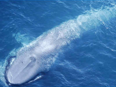 Pygmy Blue Whale: परमाणु बम खोजने वाले वैज्ञानिकों को समुद्र में छिपी मिली नीली वेल मछली की अनोखी दुनिया, खास धुन ने बताया पता