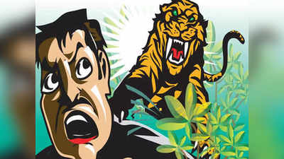 tiger attack: ताडोबात वाघाचा हल्ल्यात एक ठार; या वर्षात आतापर्यंत २१ जणांचा बळी