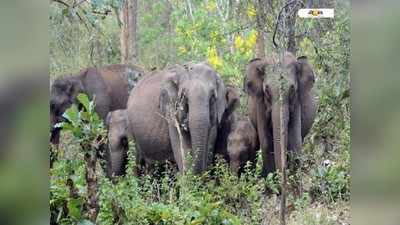 হাতির আক্রমণে এবার প্রাণ গেল ১০ বছরের শিশুর