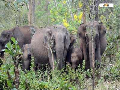 হাতির আক্রমণে এবার প্রাণ গেল ১০ বছরের শিশুর