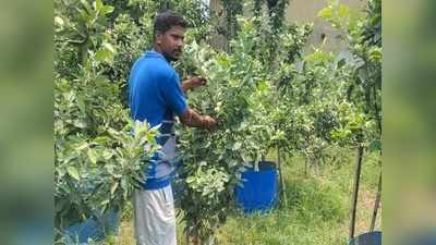 রুক্ষ মাটিতে জাপানের জাতীয় ফল ও কাশ্মীরি আপেল ফলিয়ে তাক লাগালেন কাঁকসার যুবক