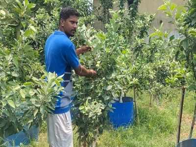 রুক্ষ মাটিতে জাপানের জাতীয় ফল ও কাশ্মীরি আপেল ফলিয়ে তাক লাগালেন কাঁকসার যুবক