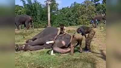 ആശ്വാസിക്കാം; മുതുമലയിലെ ആനകളെല്ലാം കൊറോണ നെഗറ്റീവ്, വീഡിയോ കാണാം