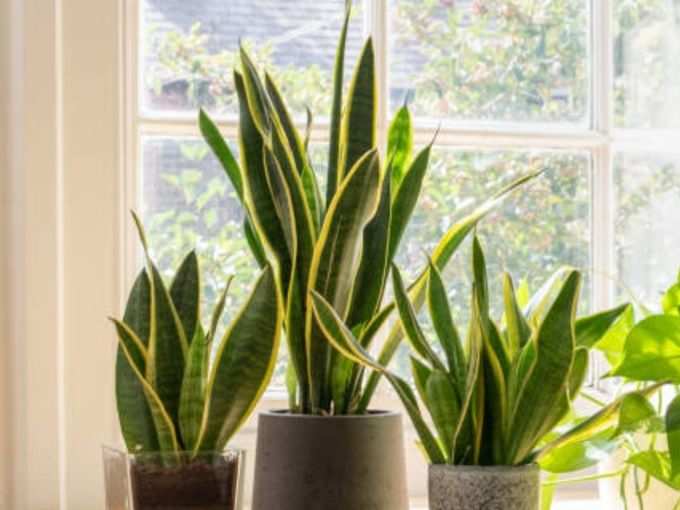 ​सान्सेवीरिया (Sansevieria)