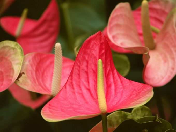 ​एंथूरियम (Anthurium)