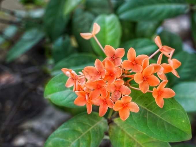 ​चायनीज एवरग्रीन (chinese evergreen)