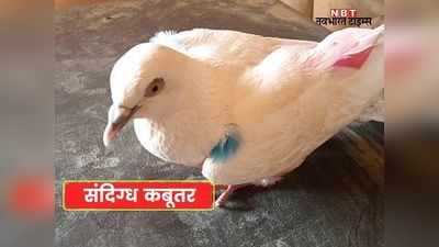 Spy Pigeon: श्रीगंगानगर में मिला संदिग्ध कबूतर, पंखों पर रंग और कोड वर्ड से जासूसी का अंदेशा