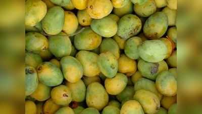 Bihar News: भागलपुर के जीआई-प्रमाणित जर्दालु आम का स्वाद चखेंगे ब्रिटेन के लोग, भेजी गई पहली खेप