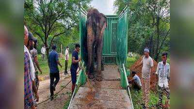 चंदौली: हत्या के आरोप में कैद मिट्ठू हाथी को डेढ़ साल बाद मिली रिहाई, दुधवा नैशनल पार्क होगा नया ठिकाना