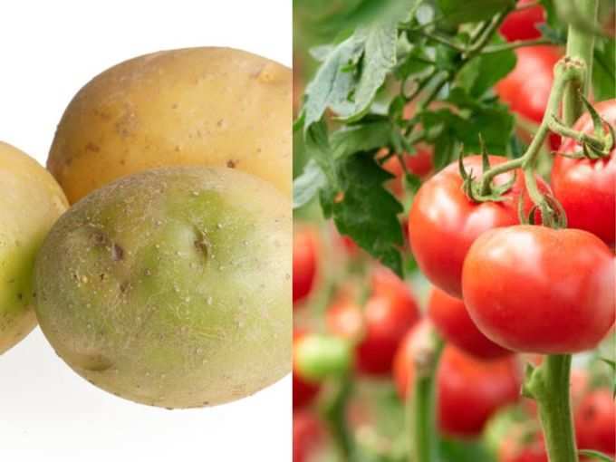 बटाटा व टोमॅटो मध्ये असतात टॉक्सिन्स सोलनिन चाकोनिन
