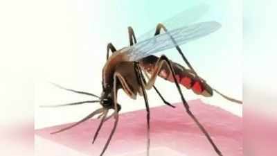 Dengue fever: वैज्ञानिकों ने मच्छर को किया ऐसा घनचक्कर, चाहे जितना काटे नहीं होगा डेंगू!