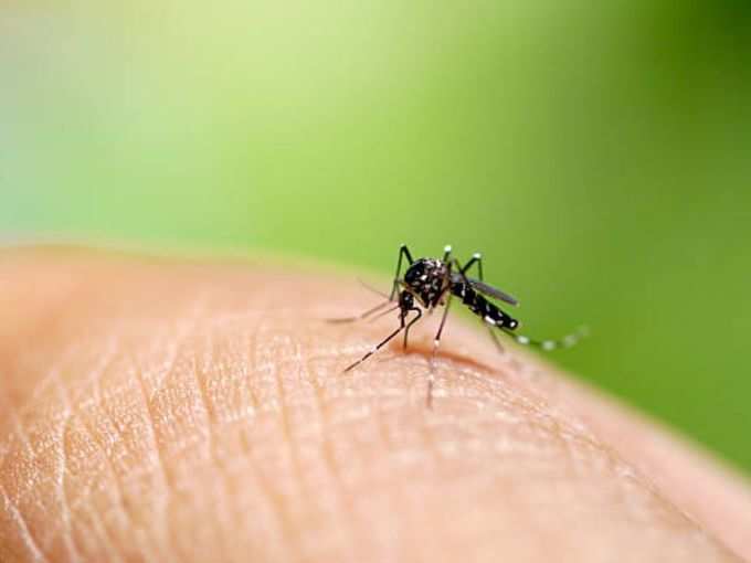 ​हर साल विश्व के 40 करोड़ लोग होते हैं डेंगू का शिकार