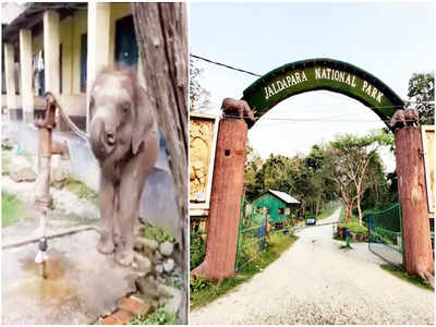 பம்பில் தண்ணீர் அடிக்கும் யானை வைரலாகும் வீடியோ