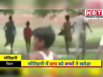 Bihar News : बाल्मीकि टाइगर प्रोजेक्ट से भटक कर मोतिहारी पहुंचे बाघ को बच्चों ने खदेड़ा