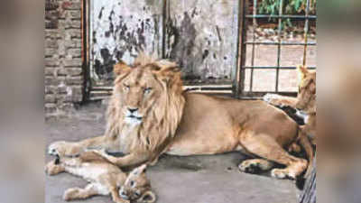Tamilnadu Corona Update: तमिलनाडु के चिड़ियाघर में कोरोना से 1 और शेर की मौत, पहले शेरनी की गई थी जान