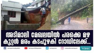 അടിമാലി മേഖലയിൽ പരക്കെ മഴ; കൂറ്റന്‍ മരം കടപുഴകി റോഡിലേക്ക്...