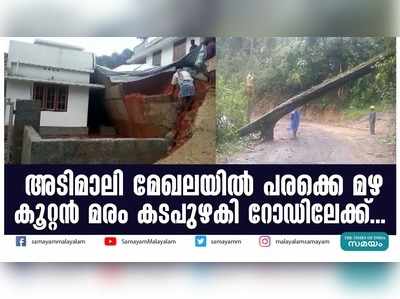 അടിമാലി മേഖലയിൽ പരക്കെ മഴ; കൂറ്റന്‍ മരം കടപുഴകി റോഡിലേക്ക്...