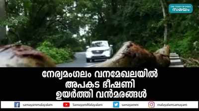 നേര്യമംഗലം വനമേഖലയില്‍ അപകട ഭീഷണി ഉയര്‍ത്തി വന്‍മരങ്ങള്‍