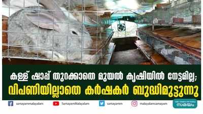 കള്ള് ഷാപ്പ് തുറക്കാതെ മുയൽ കൃഷിയിൽ നേട്ടമില്ല;  വിപണിയില്ലാതെ കർഷകർ ബുദ്ധിമുട്ടുന്നു