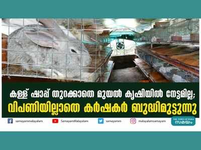 കള്ള് ഷാപ്പ് തുറക്കാതെ മുയൽ കൃഷിയിൽ നേട്ടമില്ല; വിപണിയില്ലാതെ കർഷകർ ബുദ്ധിമുട്ടുന്നു, വീഡിയോ കാണാം