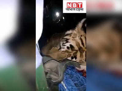 Motihari News : पूर्वी चंपारण में चार दिन से भटक रहे बाघ को वन विभाग की टीम ने पकड़ा... देखिए वीडियो