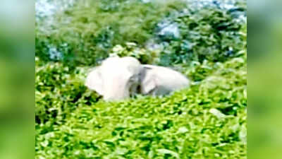 नेपाल से भटककर अररिया पहुंचे सफेद हाथी ने मचाया उत्पात