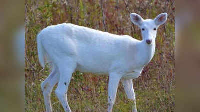 White Deer: असम के काजीरंगा नैशनल पार्क में दिखा दुर्लभ नजारा, कैमरे में कैद हुआ सफेद रंग का हिरण