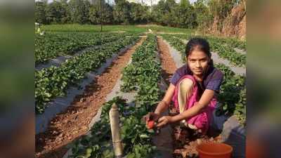 यशस्वी शेती! मेळघाटात 10 गुंठे जमिनीवर दोन लाखाचं उत्पन्न देणाऱ्या या पिकावर होणार संशोधन