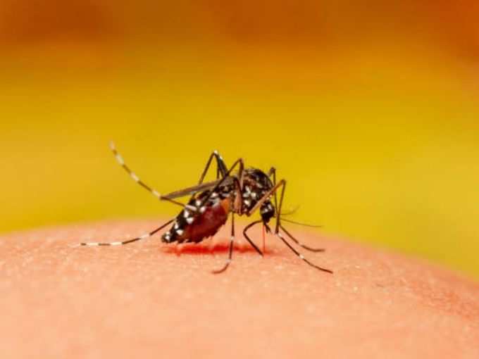 हवा से होने वाली बीमारियां (Mosquito-borne diseases)