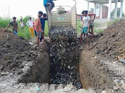 Bulandshahr news: बुलंदशहर के तालाब में पाली जा रही थीं प्रतिबंधित मछलियां, प्रशासन ने 14 क्विंटल गड्ढे में दबाईं