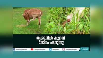 തൃശൂർ നഗരത്തിൽ അലഞ്ഞ് തിരിയുന്ന കന്നുകാലികളിൽ കുളമ്പ് രോഗം പടരുന്നു