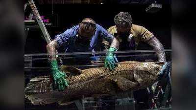 Coelacanth: 100 साल जिंदा रहती है डायनासोर काल की यह रहस्‍यमय मछली, 5 वर्ष तक गर्भवती