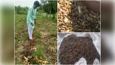 Saharanpur News: कोरोना काल में औषधीय खेती फायदे का सौदा, सहारनपुर के क‍िसान कमा रहे मुनाफा