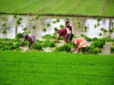 Pradhan Mantri Fasal Bima Yojana: सिर्फ 2 हजार में मिलेगा 1 लाख का फायदा, जानिए कैसे उठाएं प्रधानमंत्री फसल बीमा योजना का लाभ