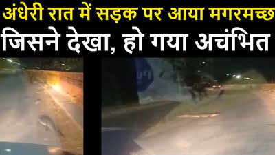 Live video : अंधेरी रात में सड़क पर आया मगरमच्छ , कार चालक रूका और कैमरे में कैद हुआ नजारा