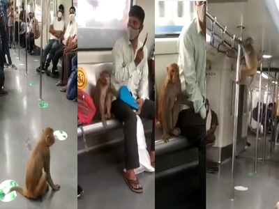 कभी कलाबाजी तो कभी लिए खिड़की से नजारे, दिल्ली मेट्रो की बंदर ने की सवारी, वीडियो वायरल