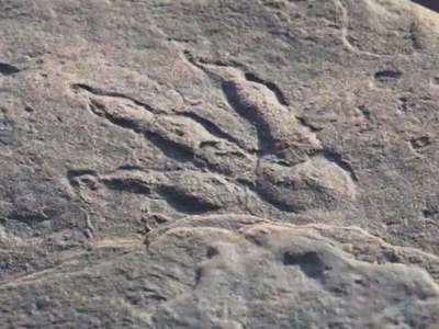 ब्रिटेन में मिले 11 करोड़ साल पहले के अंतिम डायनासोर्स के पदचिह्न, हैरत में वैज्ञानिक