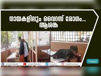 നായകളിലും വൈറസ് രോഗം