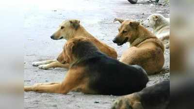 നായകളിലും വൈറസ് രോഗം... ആശങ്ക, വീഡിയോ