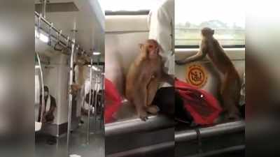 Video: बंदर ने जाना Metro का स्वाद, दिल्ली मेट्रो में सफर करता नजर आया बंदर