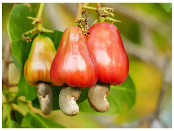 ​ಕವಚದ ಒಳಗಿನ ಬೀಜವನ್ನು ಹೊರತೆಗೆಯುವ ಕ್ರಿಯೆ