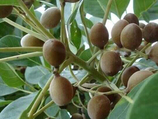 baheda herb benefits, Home remedies: इस फल में है शरीर की हर समस्या का हल, आयुर्वेदिक दवाओं में होता है इसका प्रयोग; जानें इसके जबरदस्त फायदे - baheda uses in many ayurvedic baheda herb benefits, Home remedies: इस फल में है शरीर की हर समस्या का हल, आयुर्वेदिक दवाओं में होता है इसका प्रयोग; जानें इसके जबरदस्त फायदे - baheda uses in many ayurvedic