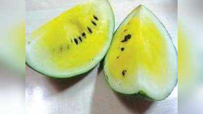 Yellow Watermelon In India: जर्मनी की इस कंपनी ने भारत में पेश की पीले तरबूज की किस्म, बढ़ जाएगी किसानों की आमदनी