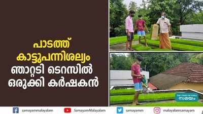 പാടത്ത് കാട്ടുപന്നിശല്യം; ഞാറ്റടി ടെറസില്‍ ഒരുക്കി കര്‍ഷകന്‍