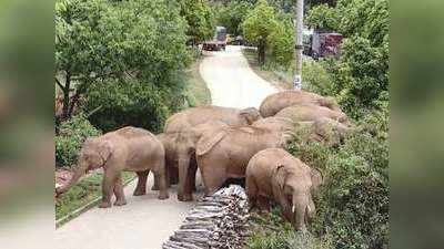 चीन में विकास की कीमत चुका रहे हैं जंगली हाथी, दर-दर भटकने को हुए मजबूर