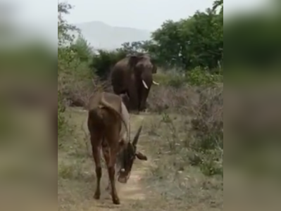 யானையை ஒத்தைக்கு ஒத்த அழைத்த ‘முரட்டு’ காளை; தேன்கனிக்கோட்டை வனப்பகுதியில் நடந்த சுவாரஸ்யம்!