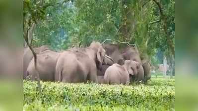 ಚಹಾ ತೋಟದಲ್ಲಿ ಆನೆಗಳ ಸವಾರಿ: ಕುಟುಂಬದೊಂದಿಗೆ ಕಾಲ ಕಳೆಯುವ ಗಜಗೆಳೆಯರ ದೃಶ್ಯವೇ ಸುಂದರ